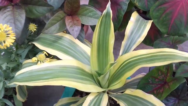 252.How to grow and care Dracaena fragrance 🌿Victoria show plant смотреть онлайн