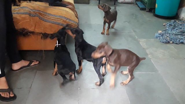 Alena pets:-Doberman puppies смотреть онлайн