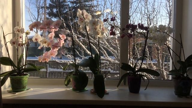 ОРХИДЕЯ. Цветущие ОРХИДЕИ  ФАЛЕНОПСИС и СНЕГ.