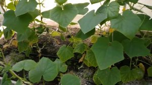 Капельный полив ЖУК. Установка в теплице