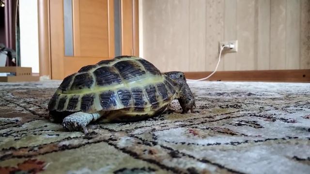 моя черепаха ходит 1 минуту смотреть онлайн
