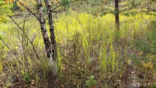 Кушавера. Заброшенный пейзаж смотреть онлайн