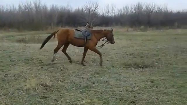 Продан. Донской жеребец Гном 2011 смотреть онлайн