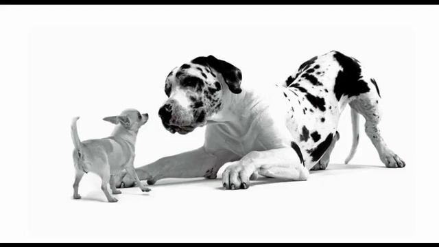 фармина корм для собак смотреть онлайн