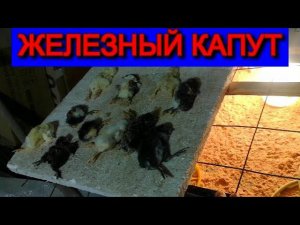 ЦЫПЛЯТАМ железный капут КТО ВИНОВАТ, это пипец