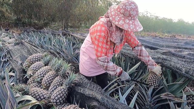 Harvest pineapple - Taiwan street fruits смотреть онлайн