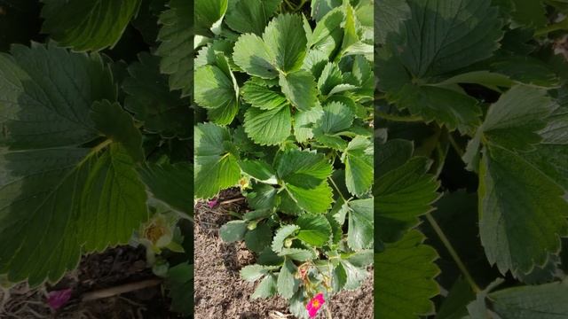 Розовоцветная клубника-земляника Пинк Лєди / Пинк Панда