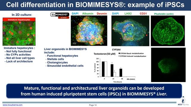 How to create physiologically-relevant 3D in vitro models using BIOMIMESYS® hydroscaffold смотреть онлайн
