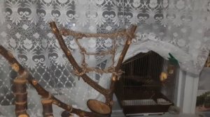 СТЕНД ДЛЯ ПОПУГАЯ СВОИМИ РУКАМИ