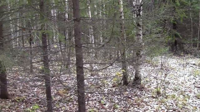 Первые охоты в сезоне 2018 г. смотреть онлайн