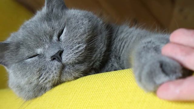 Do British Shorthair Cats Like To Be Picked Up And Cuddled? смотреть онлайн