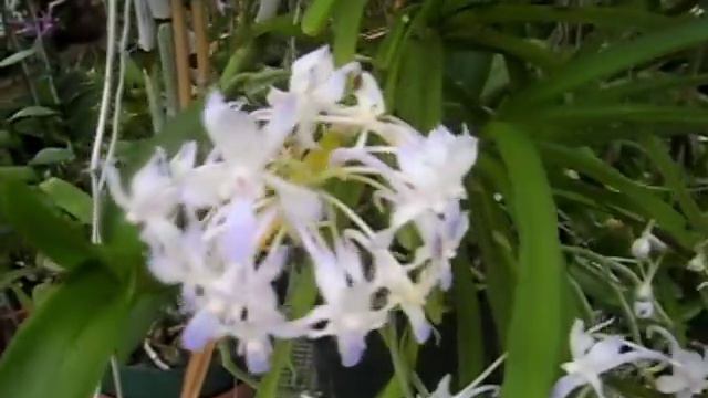 Neostylis Lou Sneary 'Blue' - beautiful, fragrant blue and white orchid. смотреть онлайн