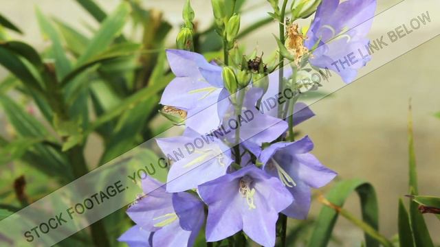 Purple flowers on a flower bed near the house. On the petals of a fly crawling смотреть онлайн