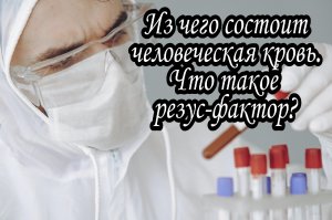 Из чего состоит кровь. Что такое резус-фактор