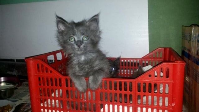 Мои соседи завели себе котенка, а когда он им надоел они вышвырнули его в подъезд смотреть онлайн