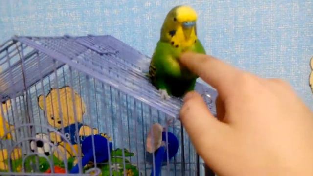 Мой попугай смотреть онлайн