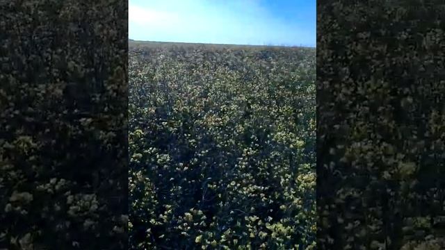 22.05.20 День Святого Николая Чудотворца!! Всех с праздником!!! Рапс ;-) смотреть онлайн