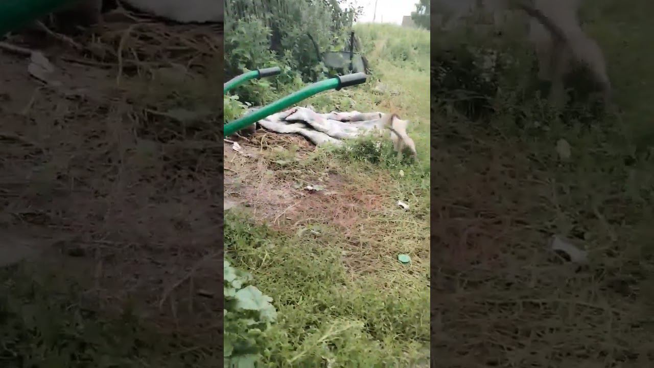 котята тыгыдын #котята #shorts смотреть онлайн