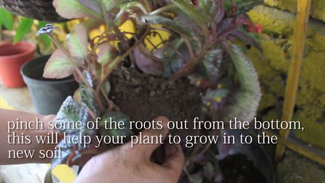 Transplanting American Flame Flower or Carpet plant (Episcia Cupreata) смотреть онлайн