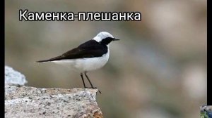Черно - белые птицы 🖤🤍