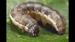 ОСНОВНЫЕ БОЛЕЗНИ И ВРЕДИТЕЛИ ХРИЗАНТЕМЫ И КАК С НИМИ БОРОТЬСЯ.