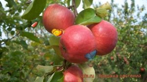 Яблоня средний Жигулевское (malus zhigulevskoe) ? обзор: как сажать, саженцы яблони Жигулевское