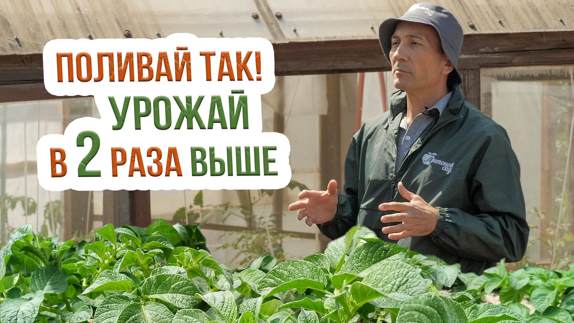 Правильный полив картофеля на огороде. Капельное орошение и дождевание картофеля смотреть онлайн