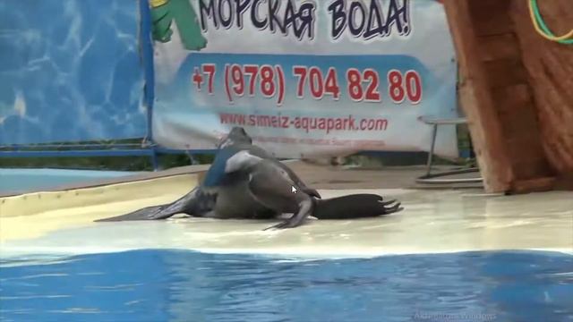 Театр морских животных Акватория Крым.#виноградное смотреть онлайн