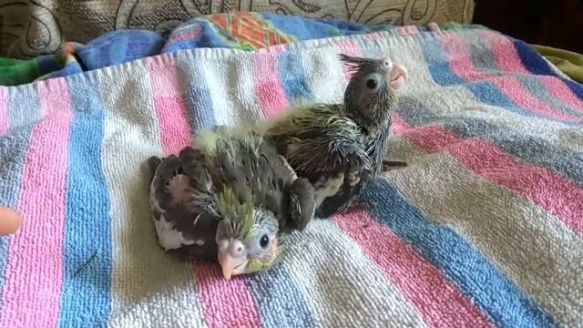 Орущие мелкие кореллы
