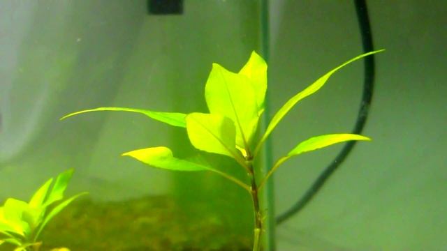 Co2 update (The KH, GH and pH problem explained) смотреть онлайн