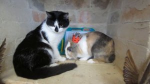 ЛЕДИ БАФ И СУПЕР-КОТ МАЛЫШ В ПОИСКЕ КНИГИ! КРОЛИК БАФФИ И КОТ МАЛЫШ ИГРАЮТ в LadyBug and Cat Noir