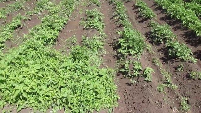 Минитрактор переломка пробное окучивание картофельного поля смотреть онлайн