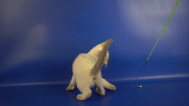 Тайский мальчик b33 Kasem Gamlet, 1,5 месяца, окрас шоколад-пойнт смотреть онлайн