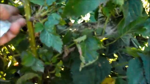 Примерная урожайность куста ежевики Черная Магия на побегах этого года смотреть онлайн