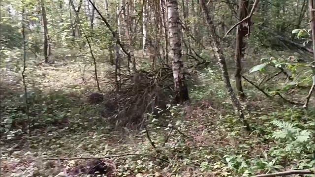 ОБУЧЕНИЕ ЛАЙКИ/ НАТАСКА, НАХАЖИВАНИЕ В ЛЕСУ/ КАК ОБУЧИТЬ ОХОТЕ ВЗРОСЛУЮ ЛАЙКУ/ смотреть онлайн