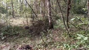 ОБУЧЕНИЕ ЛАЙКИ/ НАТАСКА, НАХАЖИВАНИЕ В ЛЕСУ/ КАК ОБУЧИТЬ ОХОТЕ ВЗРОСЛУЮ ЛАЙКУ/