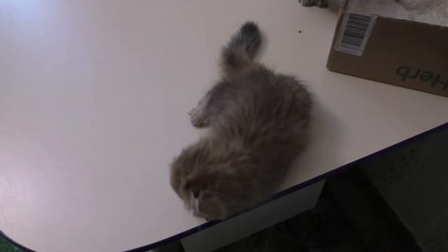 Кот Кося играет с маленьким котенком смотреть онлайн