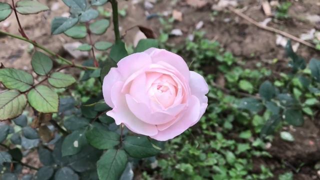 Strawberry Macaron Rose