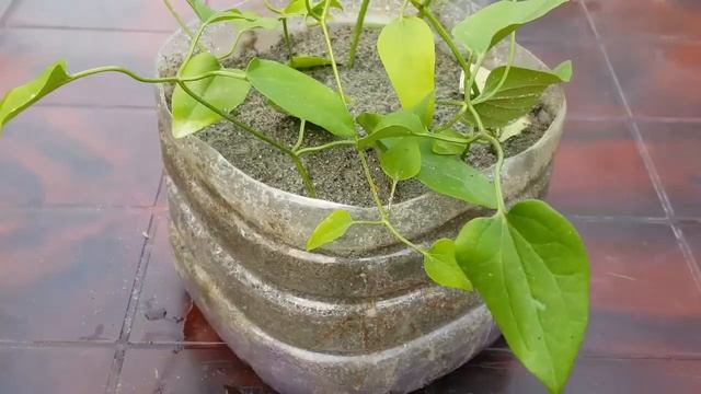 How to prapagate clematis смотреть онлайн