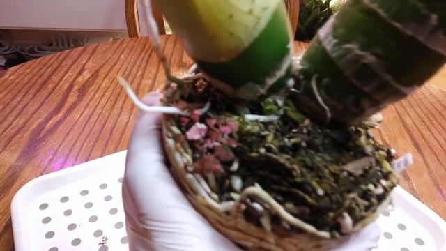 Пересадка Monnierara Millennium Magic 'Witchcraft' FCC/AOS