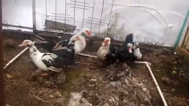 Купили мускусных уток. смотреть онлайн