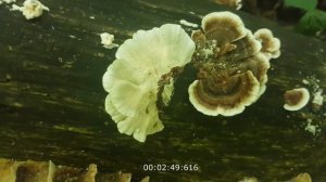 Особенности сбора лечебного гриба Трамета разноцветная (Trametes versicolor).