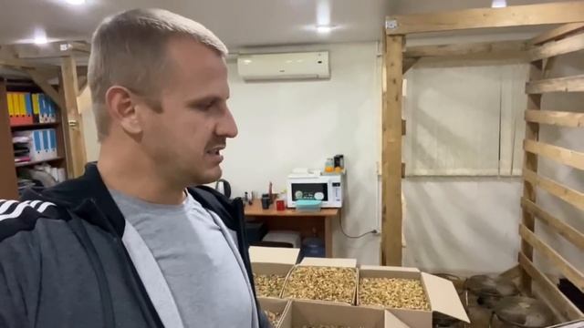 Чистка грецкого ореха - подробный бизнес план!!! Сколько можно заработать на чистке грецкого ореха? смотреть онлайн