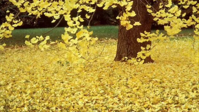 Gia Yancheli - Желтые Листья смотреть онлайн