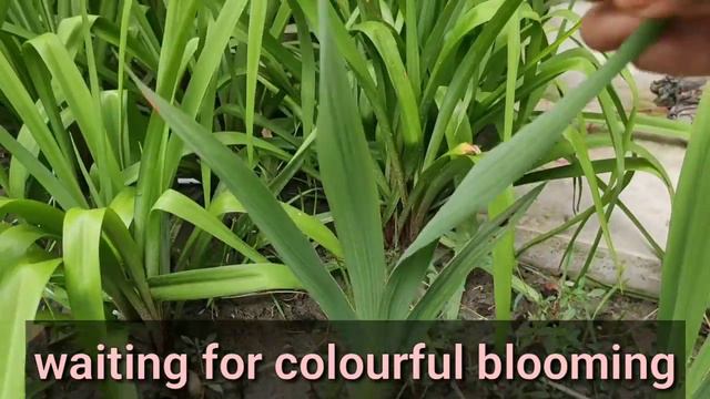 Gladiolus update-2 смотреть онлайн
