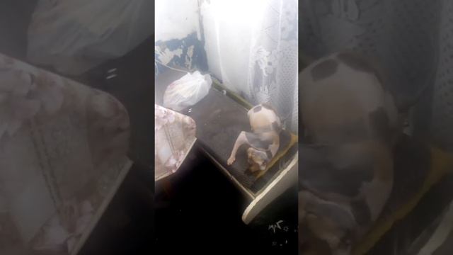 Дуся канадский сфинкс смотреть онлайн