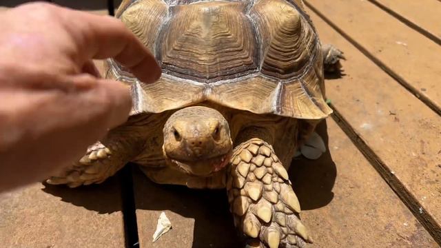 Emergency Box Turtle Rescue at Tortoiseland! 🐢❤️ 🏥 смотреть онлайн