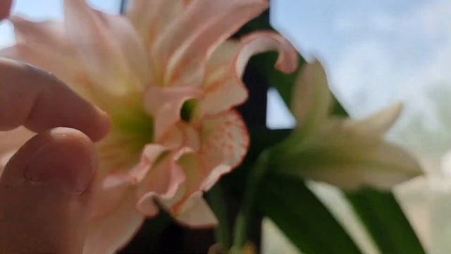 Aphrodite - домашнее цветение смотреть онлайн