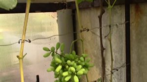 Применение гиббереллина на винограднике часть1