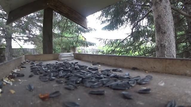 Бёрдвотчинг #13 Голос сороки смотреть онлайн